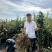 维纳斯黄金苹果苗，泰山苹果苗，众一苹果苗，华硕苹果苗