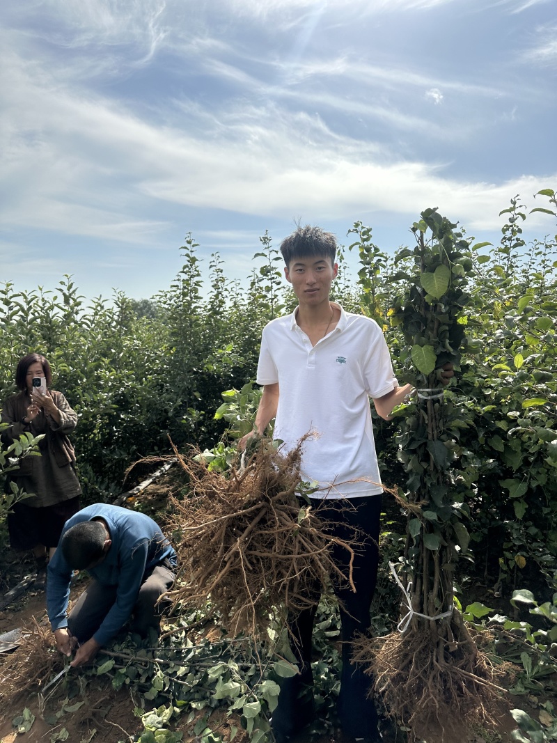 维纳斯黄金苹果苗，泰山苹果苗，众一苹果苗，华硕苹果苗