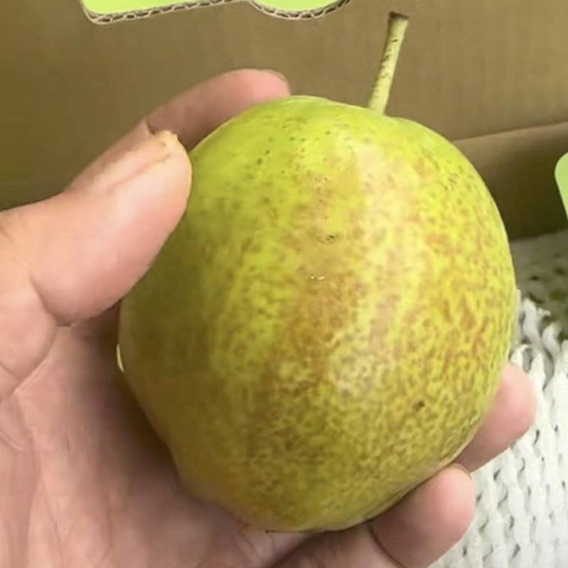 红韵一号香梨，口感好，果型端正果皮薄