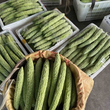 精品苦瓜条形好颜色亮度非常好