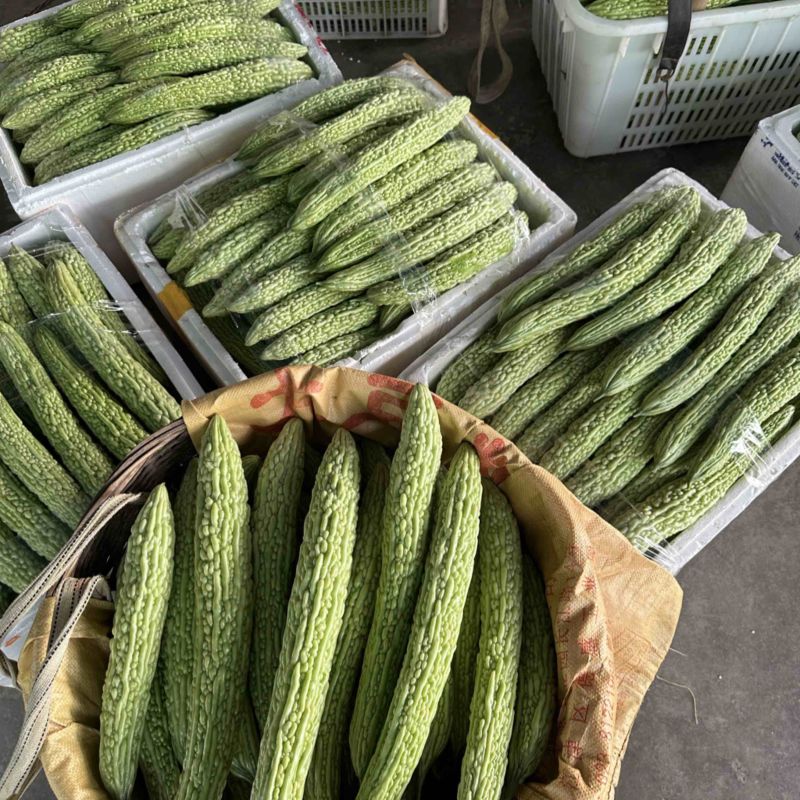 精品苦瓜条形好颜色亮度非常好