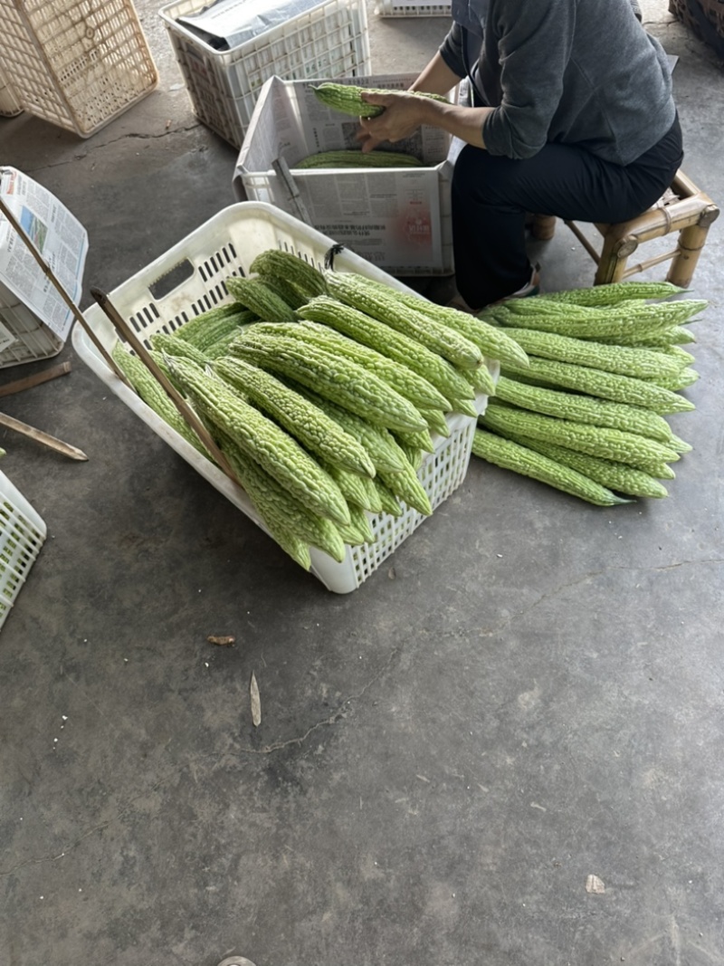 精品苦瓜条形好颜色亮度非常好