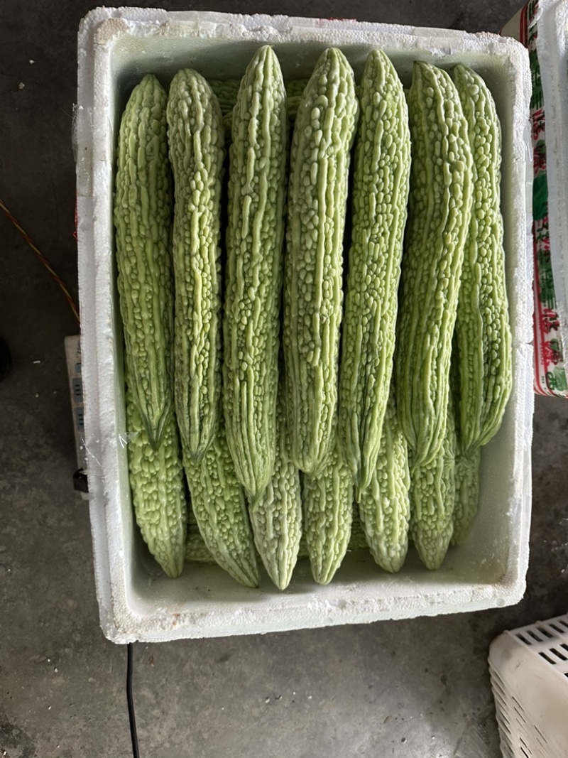 精品苦瓜条形好颜色亮度非常好