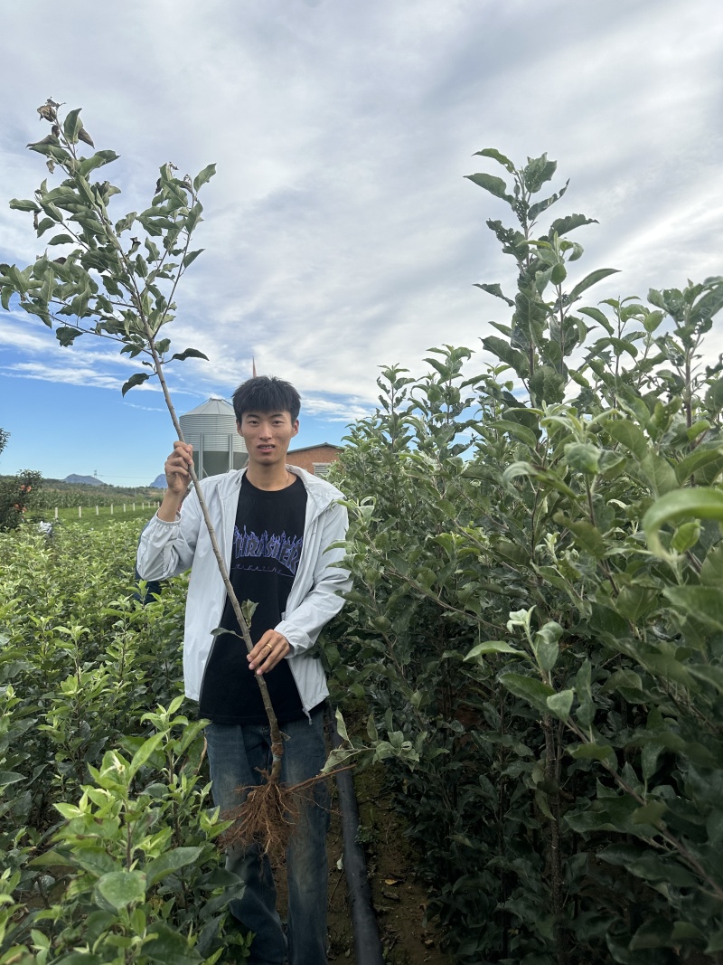 各种品种乔化苗，大量有货，量大优惠
