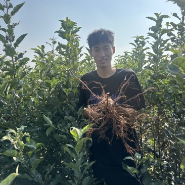 各种品种乔化苗，大量有货，量大优惠
