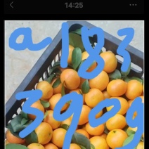 金秋沙糖桔金秋沙糖桔