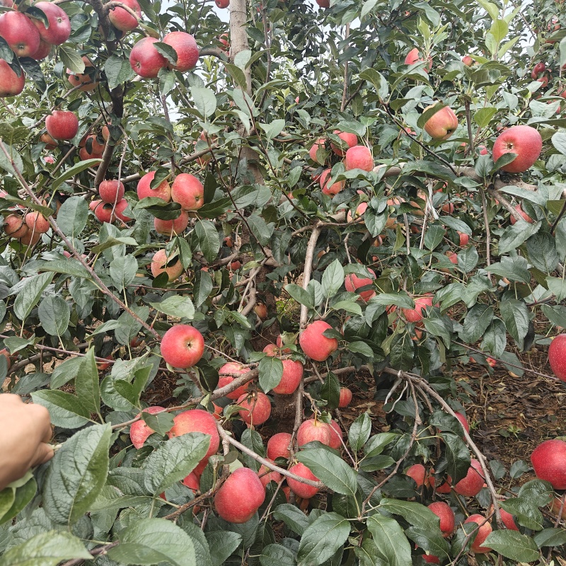 各种品种乔化苗，大量有货，量大优惠