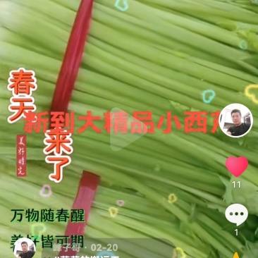 小西芹