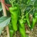 脆优辣椒种子早熟皮薄耐低温弱光辣椒种子抗病高产肉脆灯笼椒