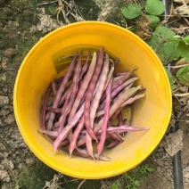 产地大量紫袍豆角上市！