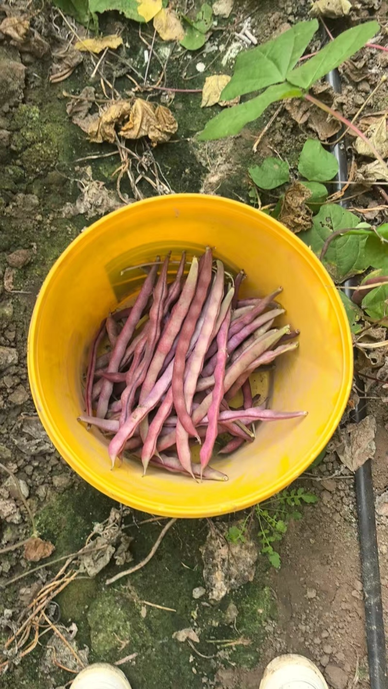 产地大量紫袍豆角上市！