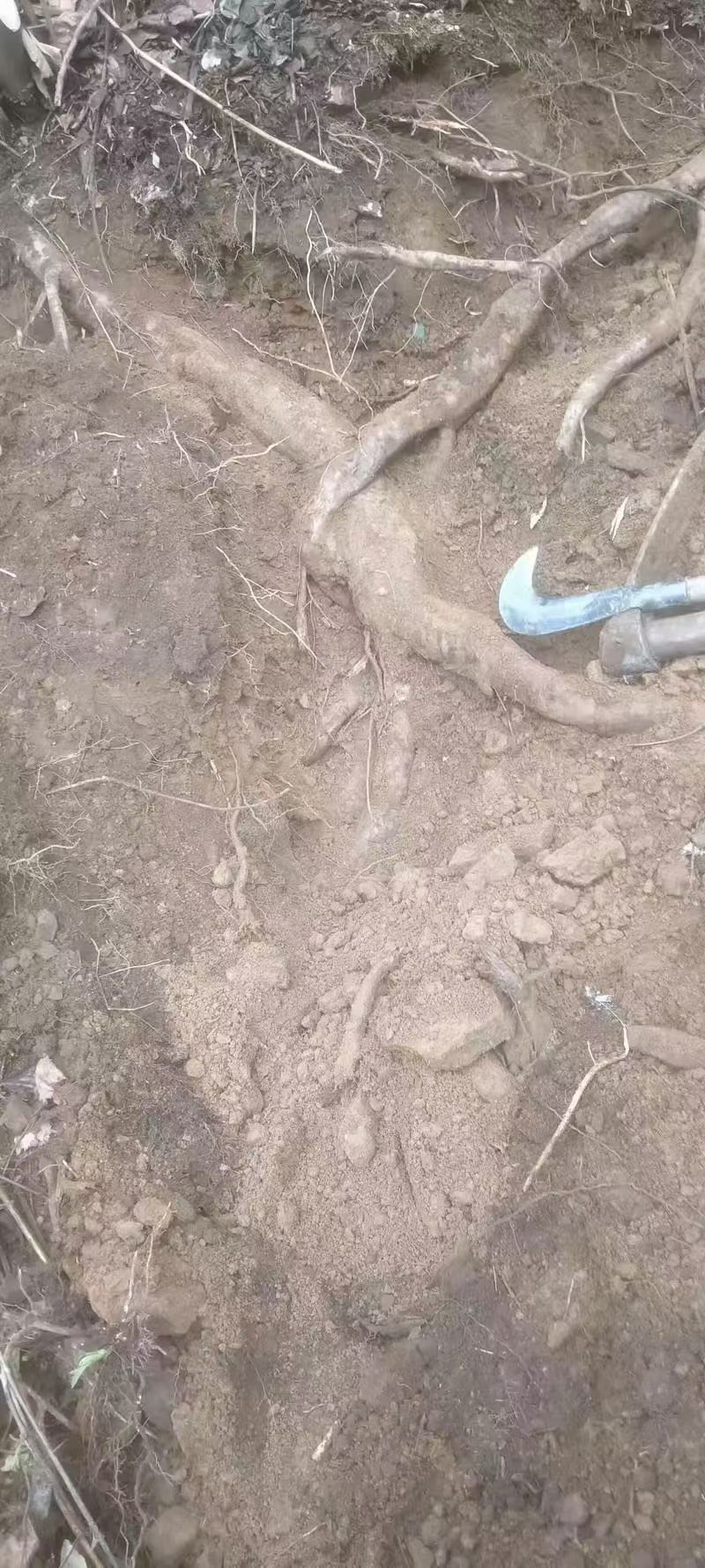 葛根粉云南葛根批发切片磨粉颗粒块状都有葛根散装无硫纯葛根