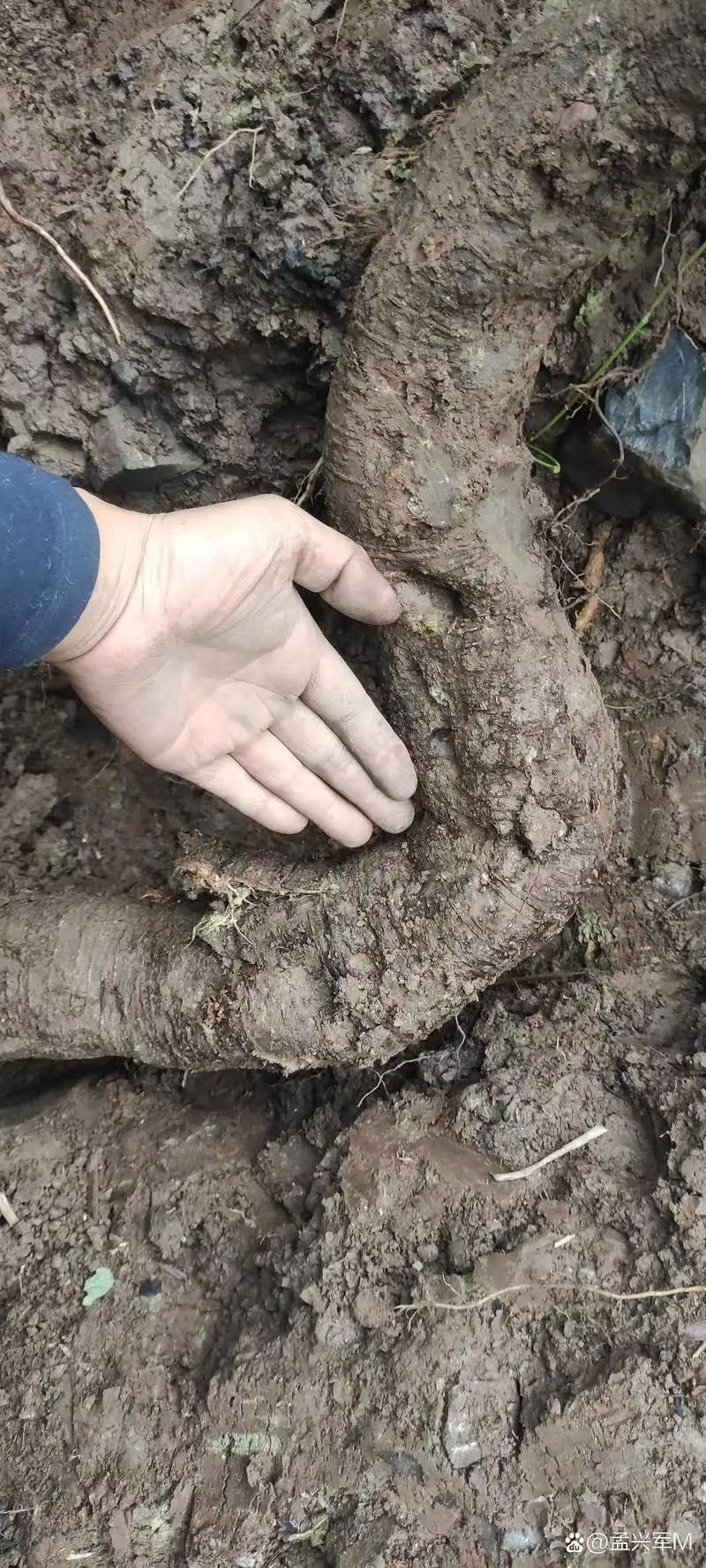 葛根粉云南葛根批发切片磨粉颗粒块状都有葛根散装无硫纯葛根