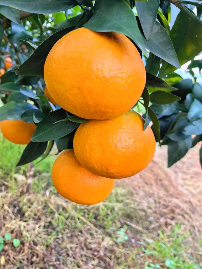 爱媛果冻橙