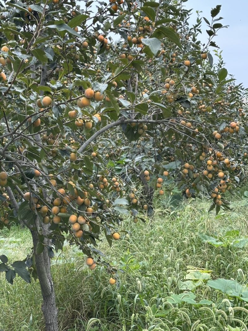 河南郑州荥阳火罐柿子放置到春节成火红软柿子