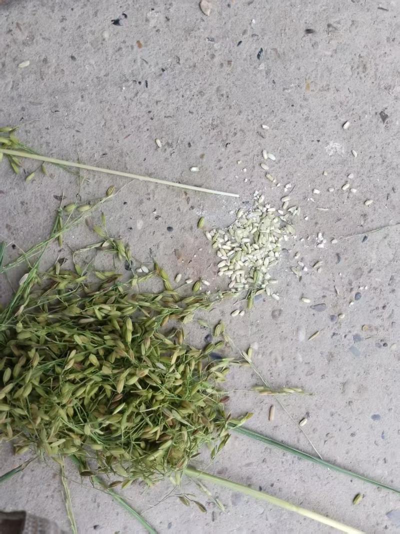 今年的新稻谷饲料用破壳喂鸡，喂鸭，喂鹅
