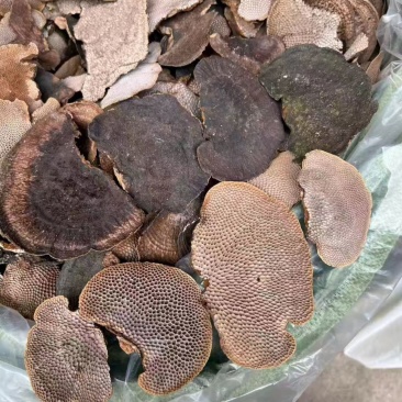 蜂窝灵芝毛蜂窝灵芝蜂窝层孔菌林芝批发代发大朵颜色好完整好