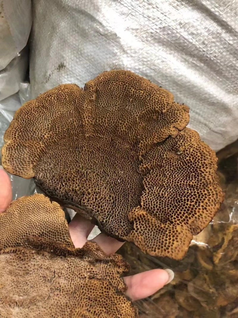 蜂窝灵芝毛蜂窝灵芝蜂窝层孔菌林芝批发代发大朵颜色好完整好