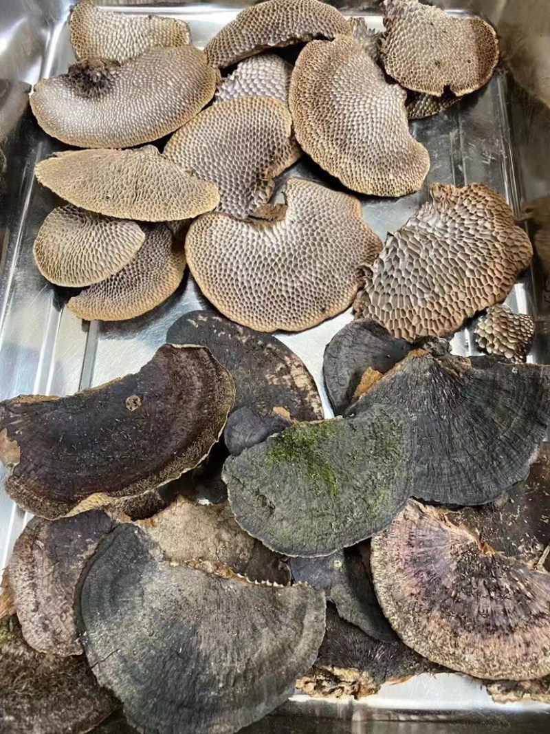 蜂窝灵芝毛蜂窝灵芝蜂窝层孔菌林芝批发代发大朵颜色好完整好