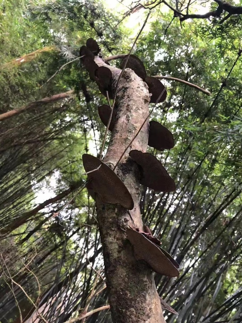 蜂窝灵芝毛蜂窝灵芝蜂窝层孔菌林芝批发代发大朵颜色好完整好