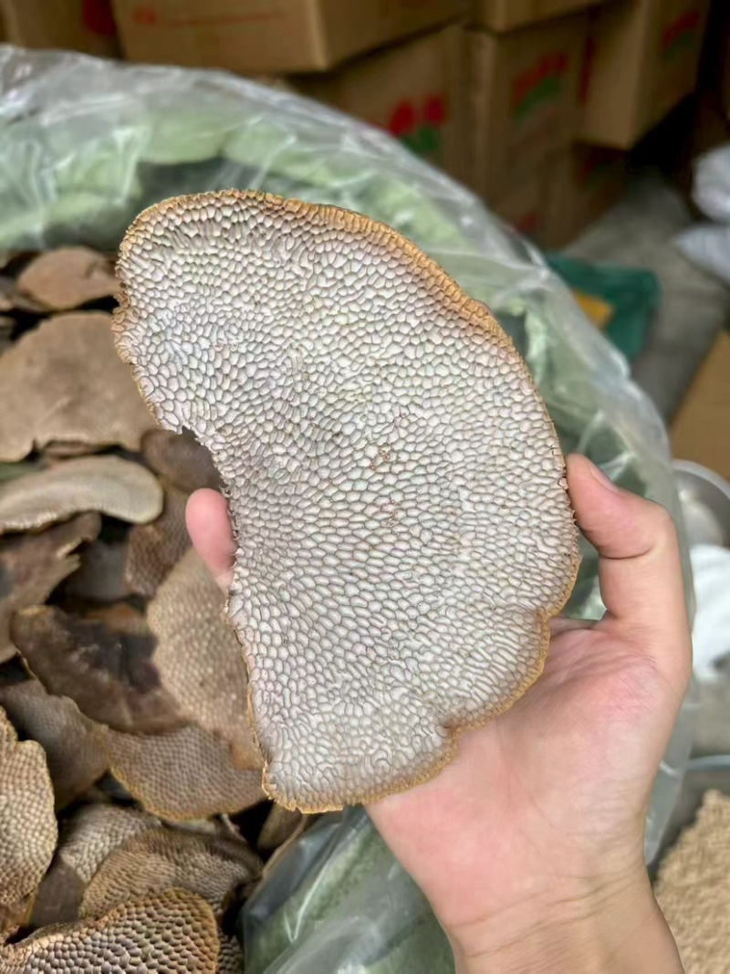 蜂窝灵芝毛蜂窝灵芝蜂窝层孔菌林芝批发代发大朵颜色好完整好