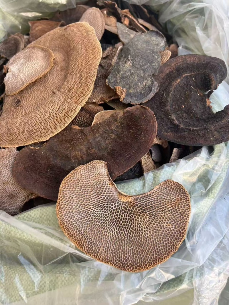 蜂窝灵芝毛蜂窝灵芝蜂窝层孔菌林芝批发代发大朵颜色好完整好