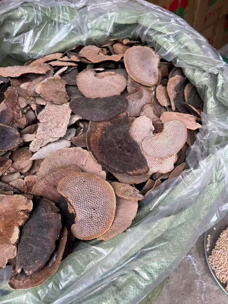 蜂窝灵芝毛蜂窝灵芝蜂窝层孔菌林芝批发代发大朵颜色好完整好