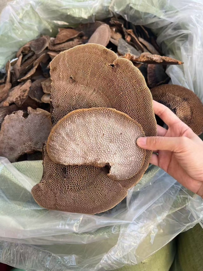 蜂窝灵芝毛蜂窝灵芝蜂窝层孔菌林芝批发代发大朵颜色好完整好