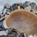 蜂窝灵芝毛蜂窝灵芝蜂窝层孔菌林芝批发代发大朵颜色好完整好