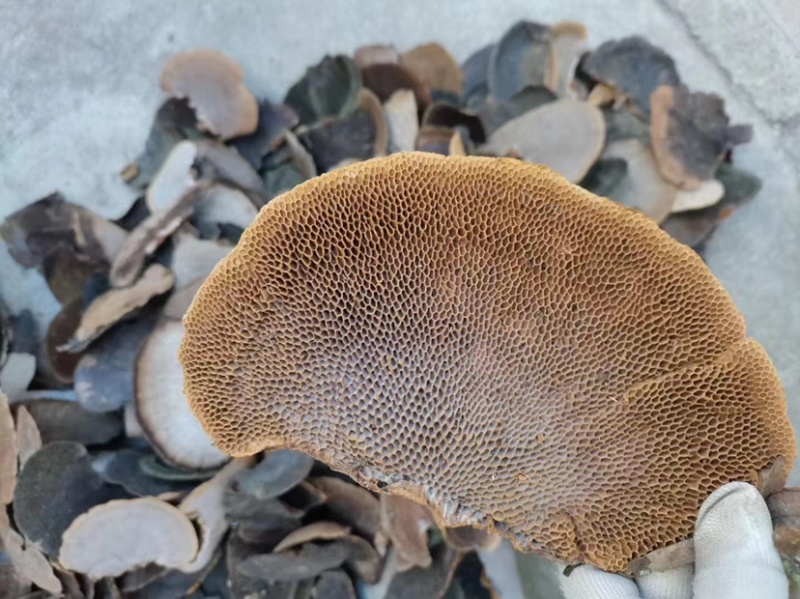 蜂窝灵芝毛蜂窝灵芝蜂窝层孔菌林芝批发代发大朵颜色好完整好
