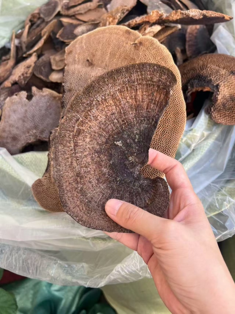 蜂窝灵芝毛蜂窝灵芝蜂窝层孔菌林芝批发代发大朵颜色好完整好