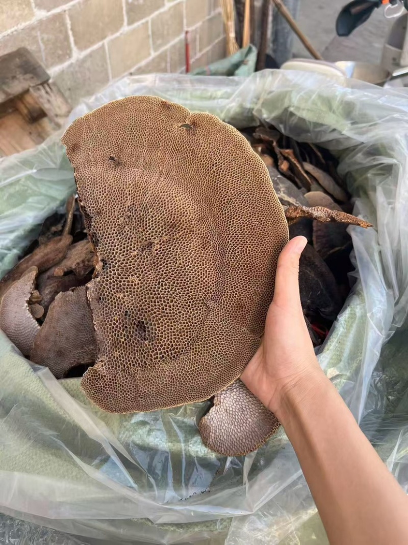 蜂窝灵芝毛蜂窝灵芝蜂窝层孔菌林芝批发代发大朵颜色好完整好