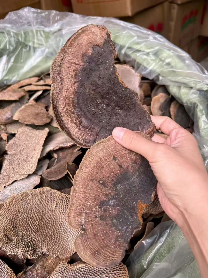 蜂窝灵芝毛蜂窝灵芝蜂窝层孔菌林芝批发代发大朵颜色好完整好