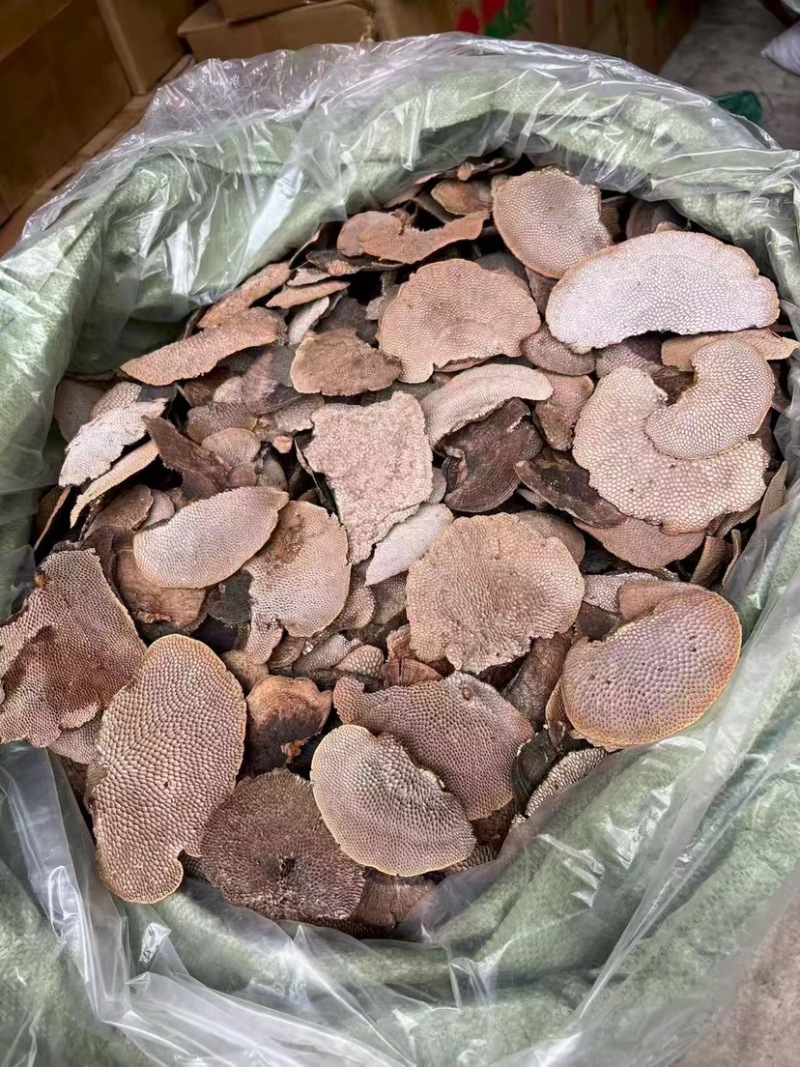 蜂窝灵芝毛蜂窝灵芝蜂窝层孔菌林芝批发代发大朵颜色好完整好