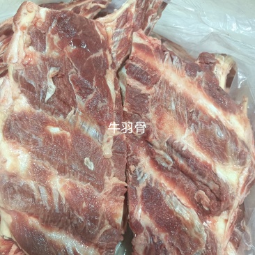 牛羽骨
