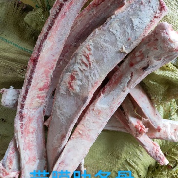 带膜肋条骨