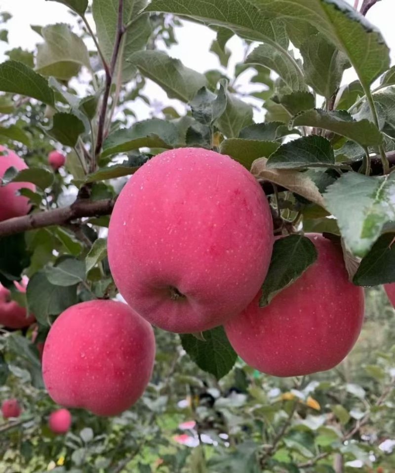 高山红富士
