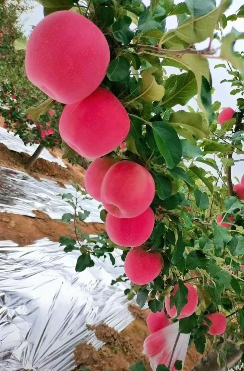 精品红富士苹果