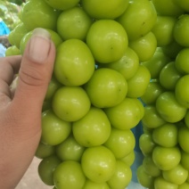 精品阳光玫瑰葡萄大量供应秦皇岛葡萄欢迎来电