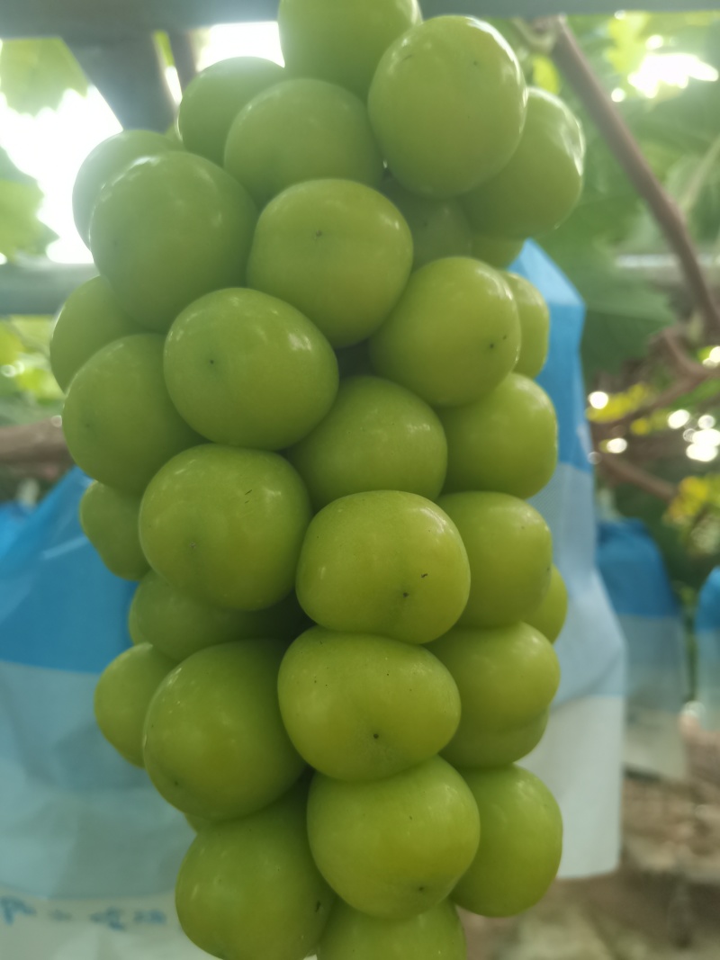 精品阳光玫瑰葡萄大量供应秦皇岛葡萄欢迎来电