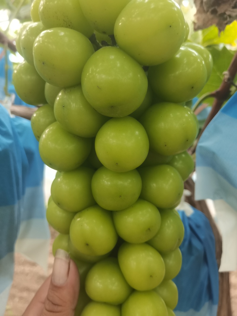 精品阳光玫瑰葡萄大量供应秦皇岛葡萄欢迎来电