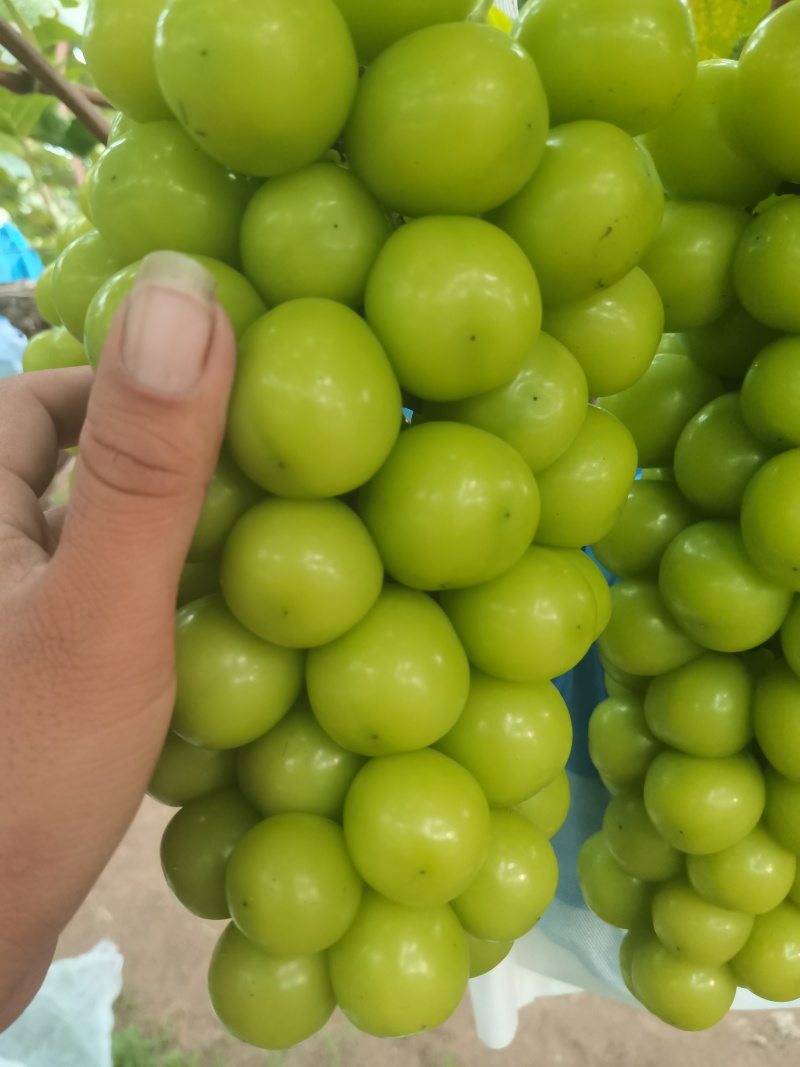 精品阳光玫瑰葡萄大量供应秦皇岛葡萄欢迎来电