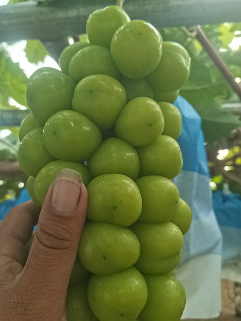 精品阳光玫瑰葡萄大量供应秦皇岛葡萄欢迎来电