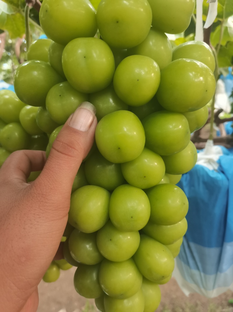 精品阳光玫瑰葡萄大量供应秦皇岛葡萄欢迎来电