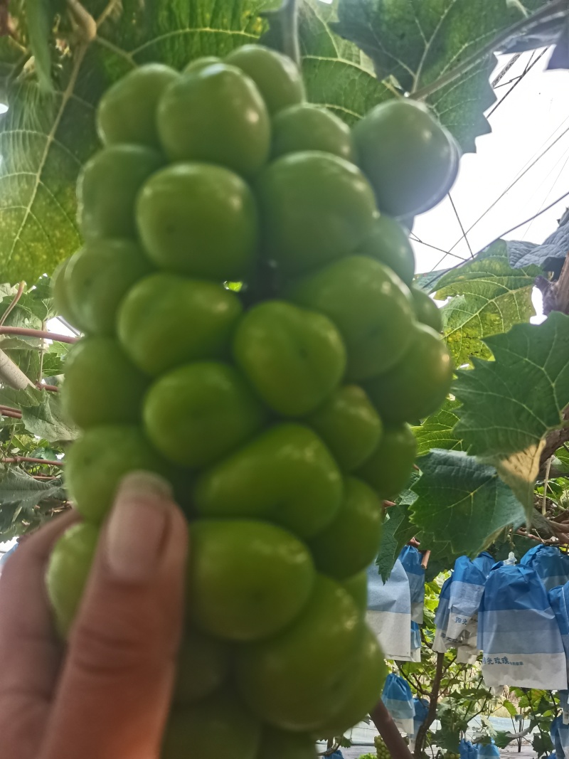 精品阳光玫瑰葡萄大量供应秦皇岛葡萄欢迎来电