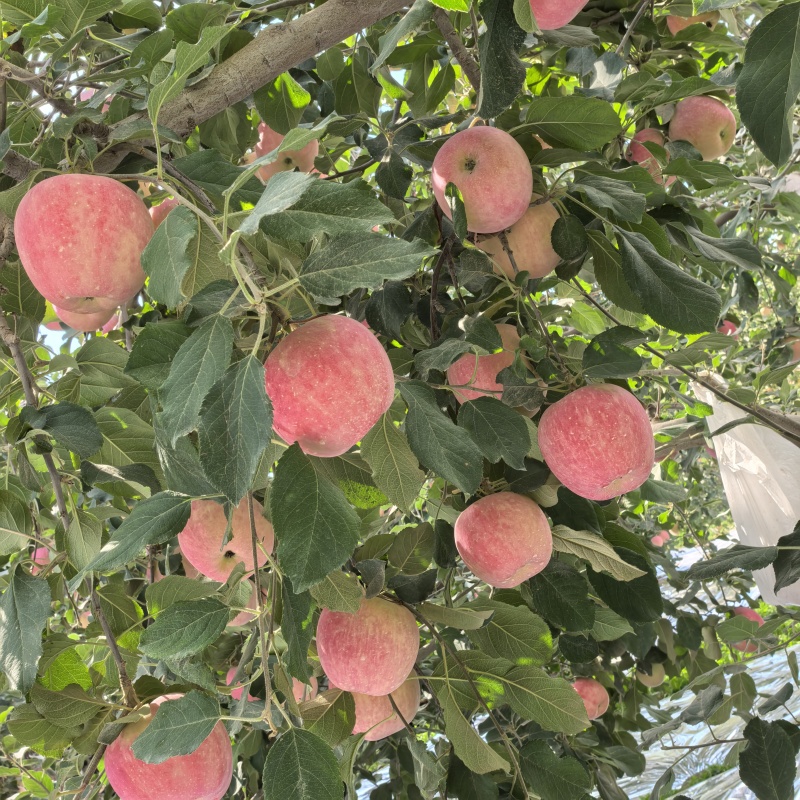 新疆阿克苏冰糖心苹果