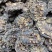 云南诺丽果批发大量现货诺丽果西双版纳特产孝素新鲜水果新货