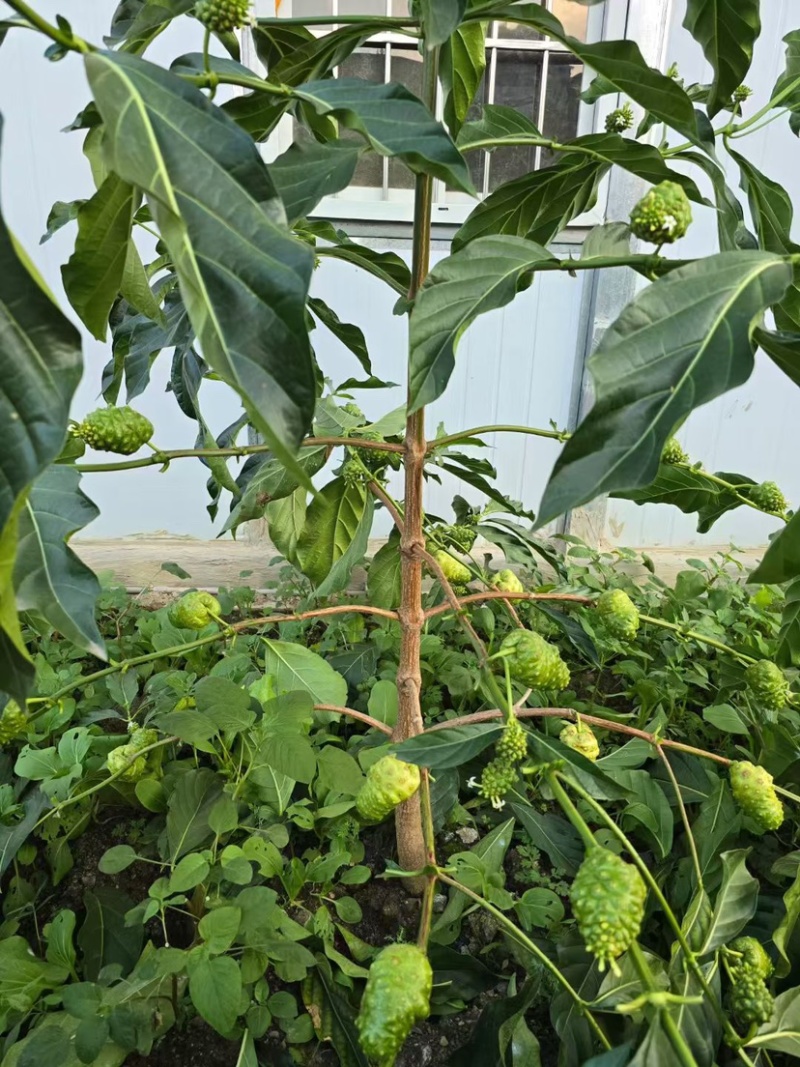 云南诺丽果批发大量现货诺丽果西双版纳特产孝素新鲜水果新货