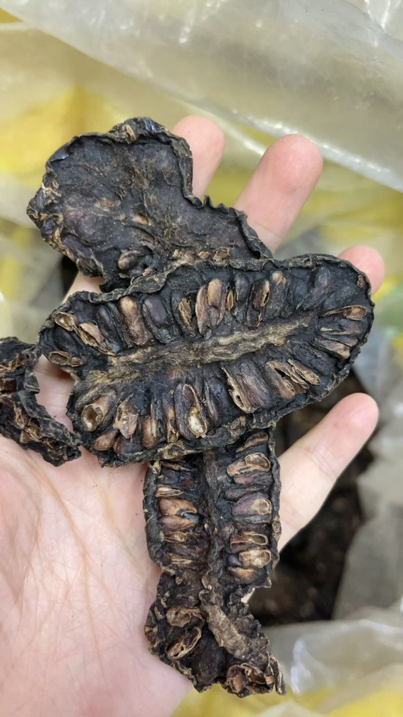 云南诺丽果批发大量现货诺丽果西双版纳特产孝素新鲜水果新货
