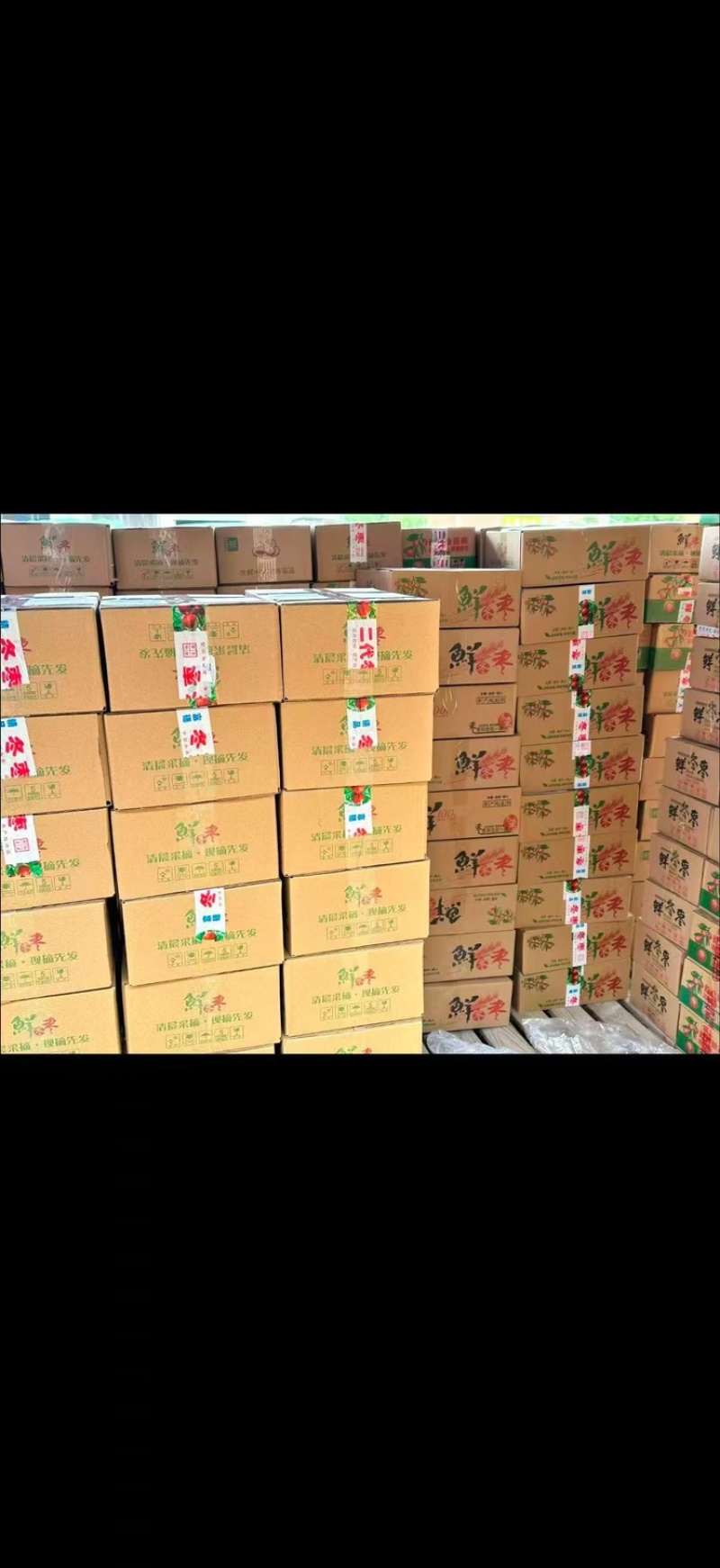 沾化冬枣